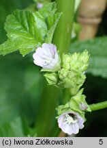 Malva nicaeensis (ślaz nicejski)