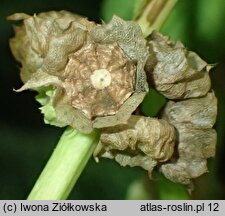 Malva parviflora (ślaz drobnokwiatowy)
