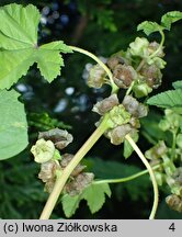 Malva parviflora (ślaz drobnokwiatowy)