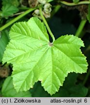 Malva parviflora (ślaz drobnokwiatowy)