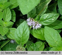 Mentha arvensis (mięta polna)