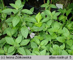 Mentha arvensis (mięta polna)