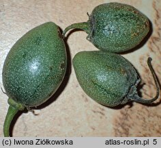 Solanum Lynn