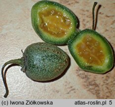 Solanum Lynn