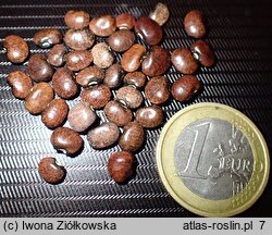 Phaseolus polystachios