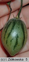 Solanum corymbiflorum