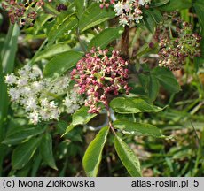 Sambucus williamsii