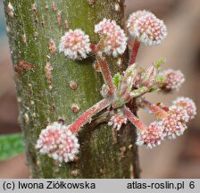 Debregeasia orientalis