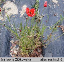 Roemeria refracta (remeria odgięta)