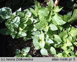 Urtica holosericea