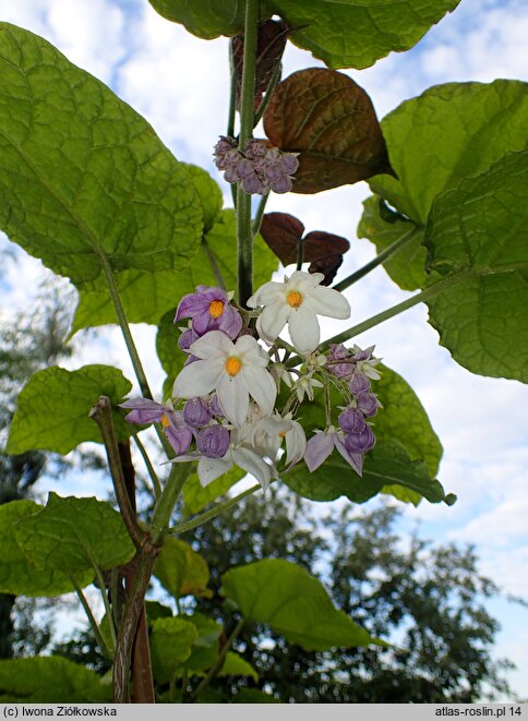 Solanum corymbiflorum