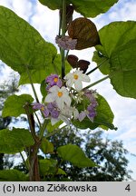 Solanum corymbiflorum