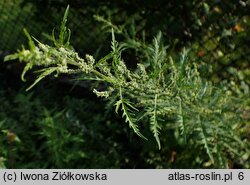 Urtica cannabina (pokrzywa konopiolistna)