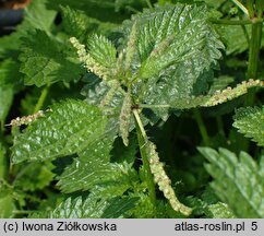 Urtica membranacea