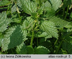 Urtica membranacea