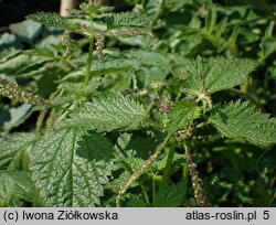 Urtica membranacea