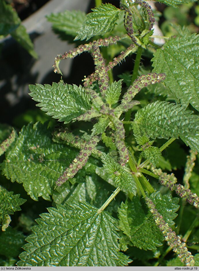 Urtica membranacea