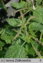 Urtica membranacea