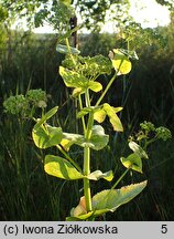 Smyrnium perfoliatum