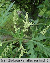 Urtica cannabina (pokrzywa konopiolistna)