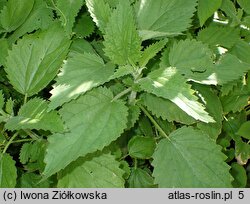 Urtica holosericea