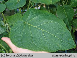 Solanum corymbiflorum