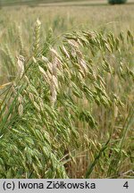 Bromus secalinus (stokłosa żytnia)