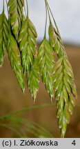 Bromus secalinus (stokłosa żytnia)