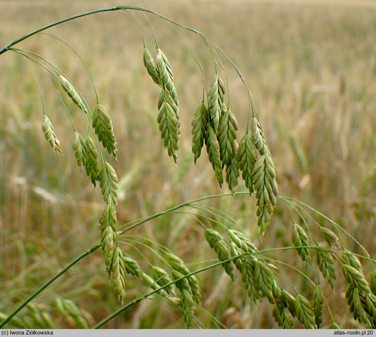 Bromus secalinus (stokłosa żytnia)