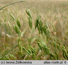 Bromus secalinus (stokłosa żytnia)
