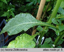 Solanum alatum (psianka skrzydlata)