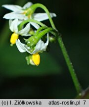 Solanum alatum (psianka skrzydlata)