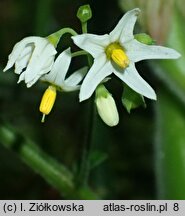 Solanum chenopodioides