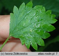 Urtica circularis