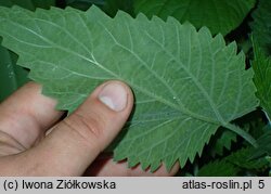 Urtica holosericea