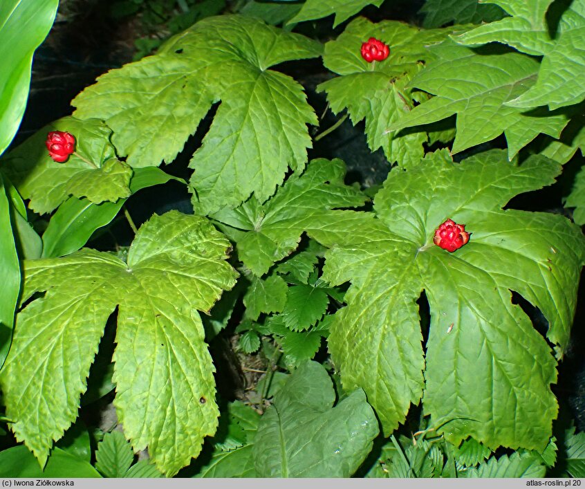 Hydrastis canadensis (gorzknik kanadyjski)