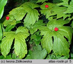 Hydrastis canadensis (gorzknik kanadyjski)