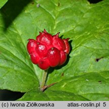 Hydrastis canadensis (gorzknik kanadyjski)