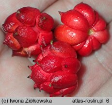 Hydrastis canadensis (gorzknik kanadyjski)