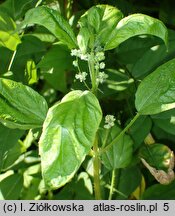 Urtica pilulifera (pokrzywa kuleczkowata)