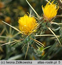 Centaurea solstitialis (chaber wełnisty)