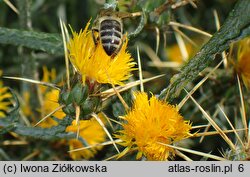 Centaurea solstitialis (chaber wełnisty)