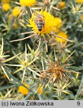 Centaurea solstitialis (chaber wełnisty)