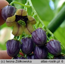 Solanum diploconos