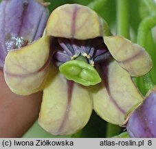 Solanum diploconos