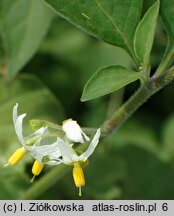 Solanum chenopodioides