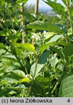 Solanum alatum (psianka skrzydlata)