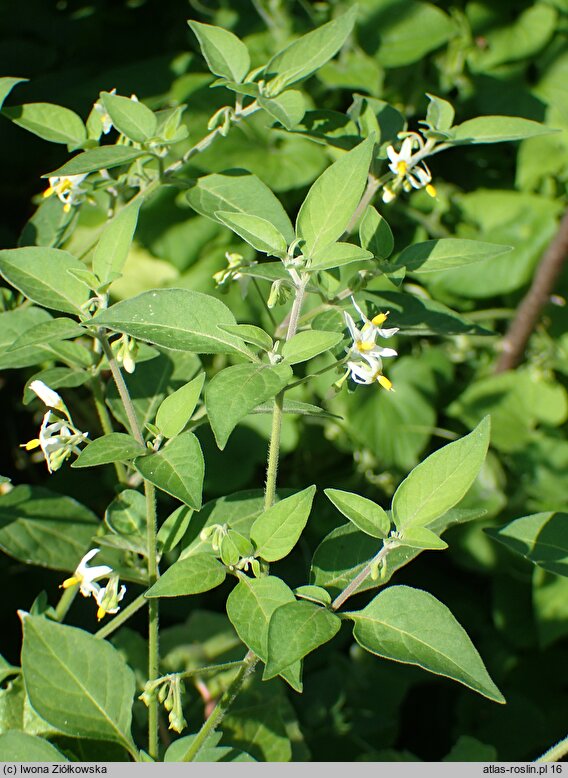 Solanum chenopodioides