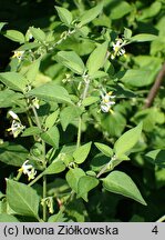 Solanum chenopodioides