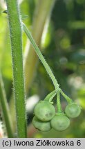 Solanum chenopodioides